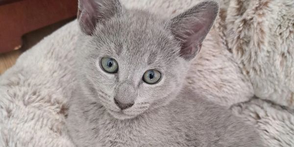 Russian Blue Cat