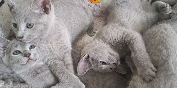 Russian Blue Kittens