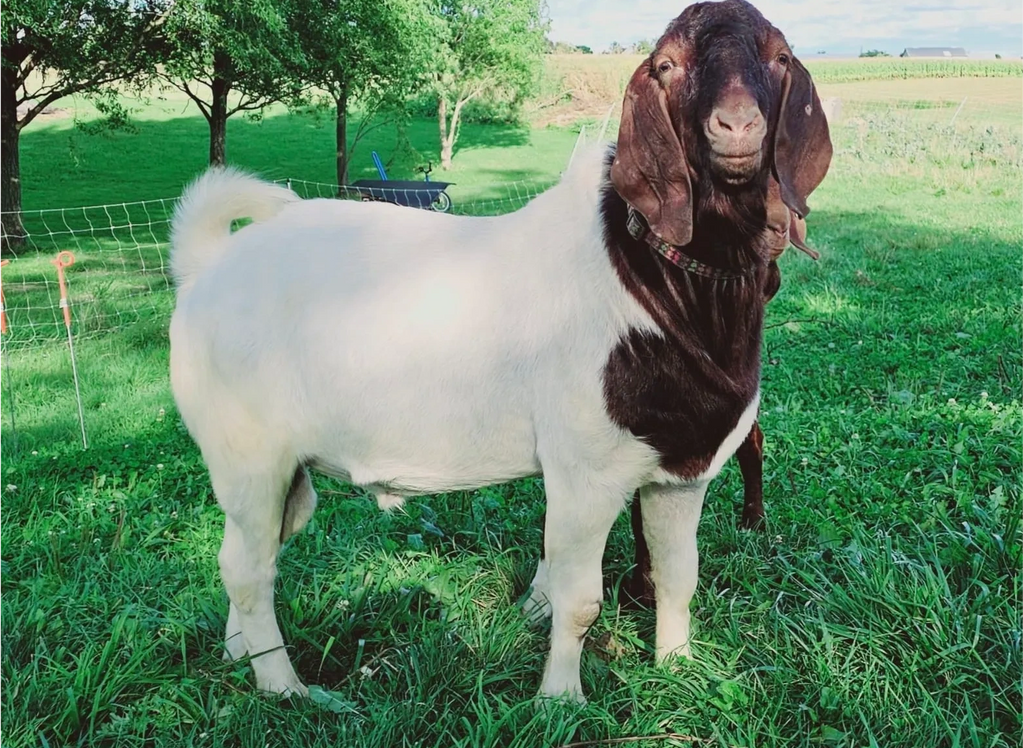 GEREMY is our gentle giant, poised, strong, elegant, confident, and well mannered.
Behave well with 