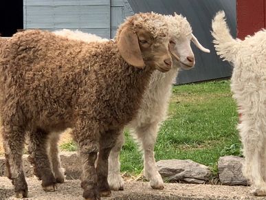 Acorn Hill Angora Farm