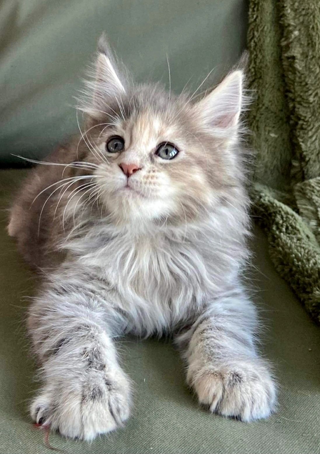 Maine Coon Kittens For Sale