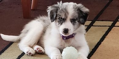 Blue Merle Border Collie Puppy in South Carolina 