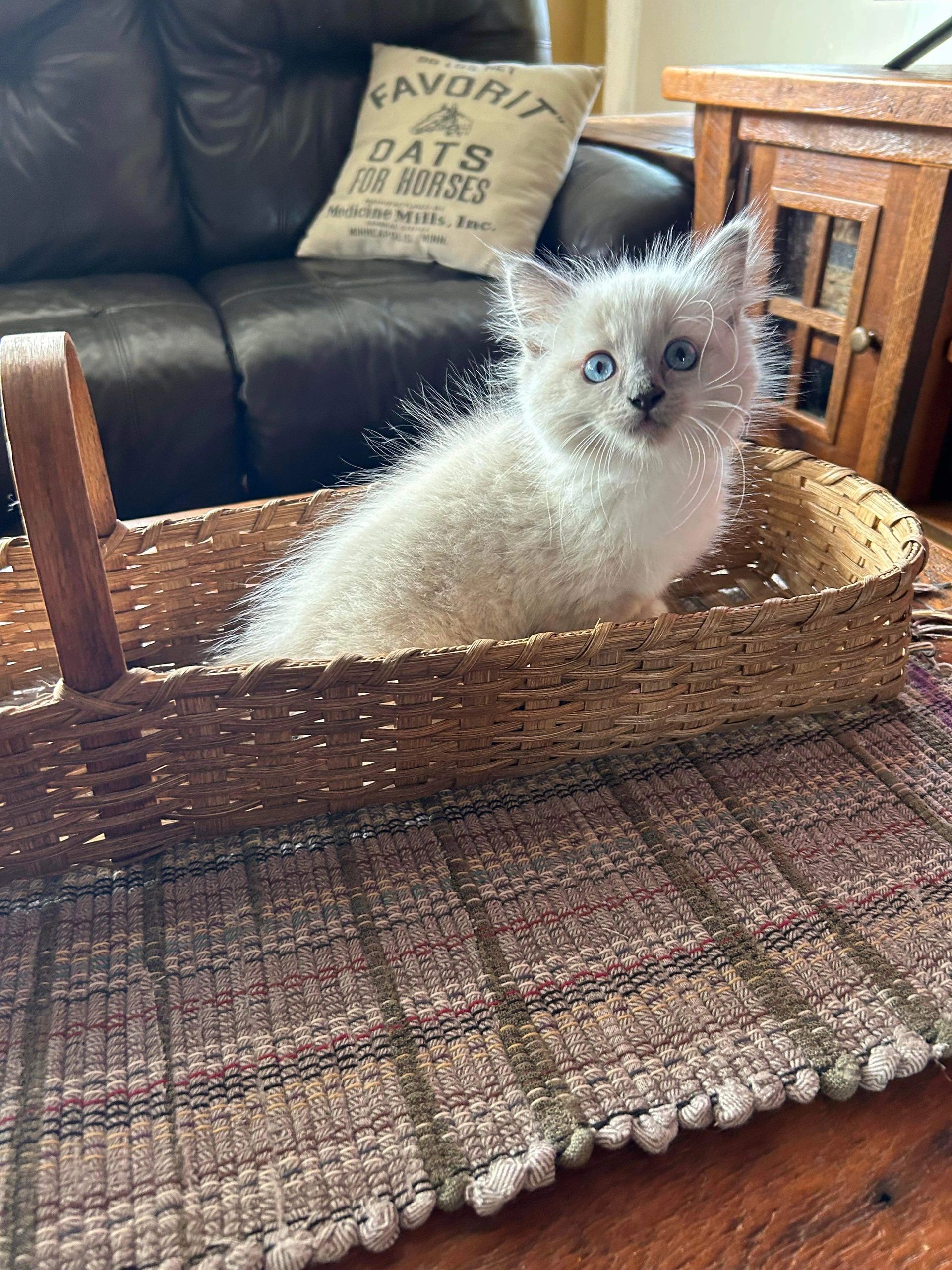 Rag Doll kittens in South Carolina 