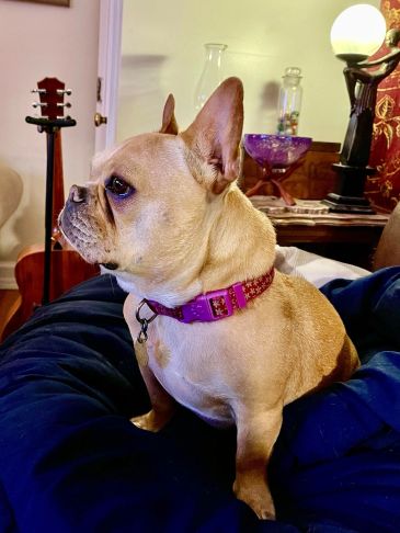 Side profile of a French Bulldog sitting on a dark blanket indoors.