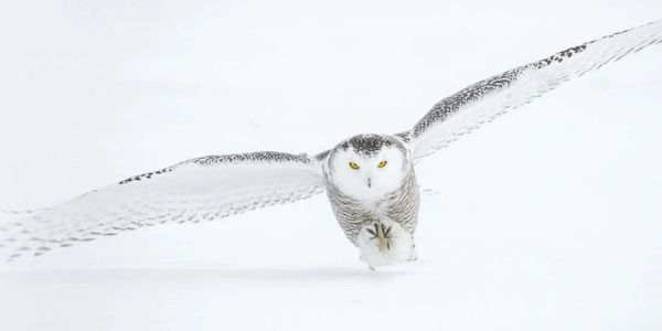 Owl in Flight