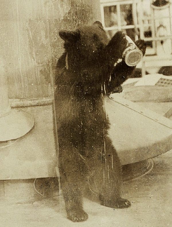 A bear drinking out of a cup.