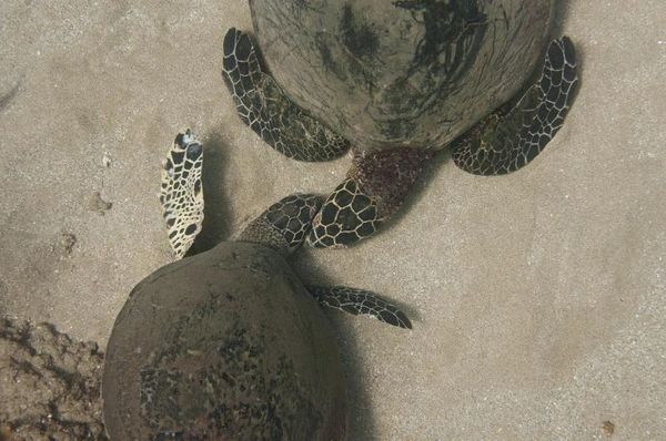 Two turtles embracing affectionately.