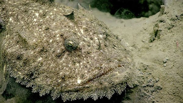 Camouflage fish.