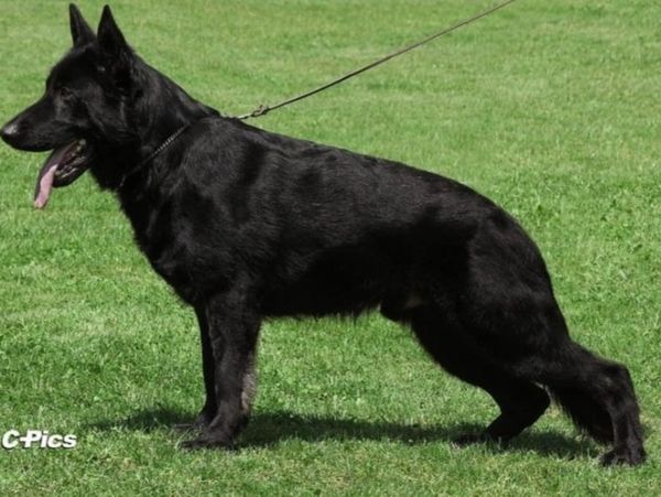 Akc black german shepherd online