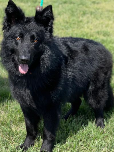 Black German Shepherd - Black German Shepherds haus von Wiese