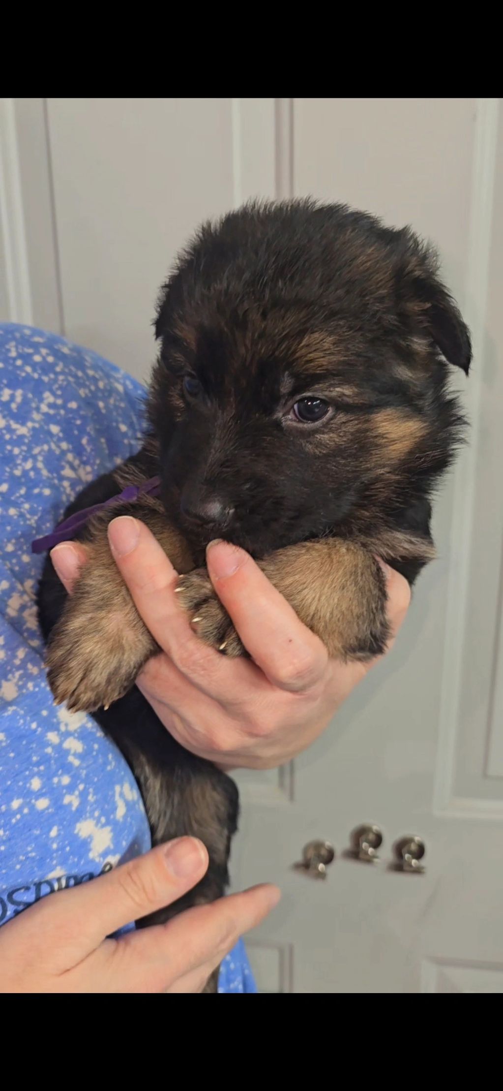 Beautiful black and red long coat female just waiting for your snuggles! Ready to go home March 31st
