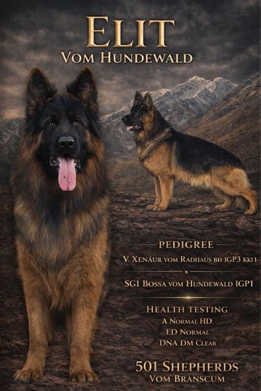 Two German Shepherd dogs posed against a mountainous backdrop with pedigree and health details.