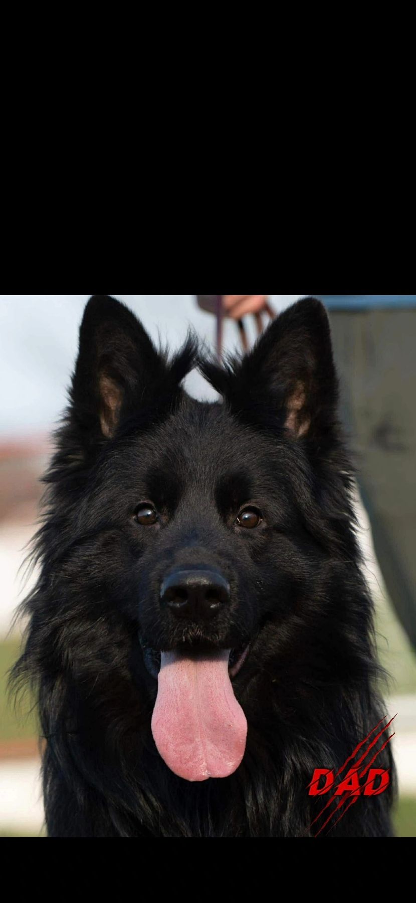 Solid black puppies from Diablo bloodlines. Deep black, strong build, and clear, steady temperament.