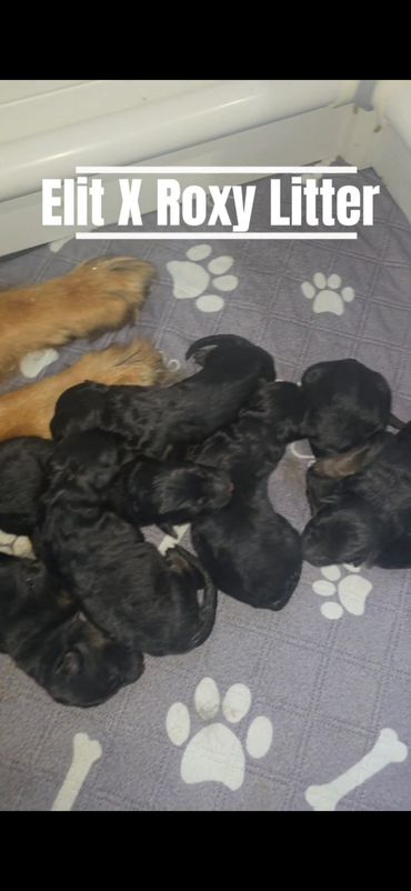 Newborn puppies from Elit and Roxy litter resting together.