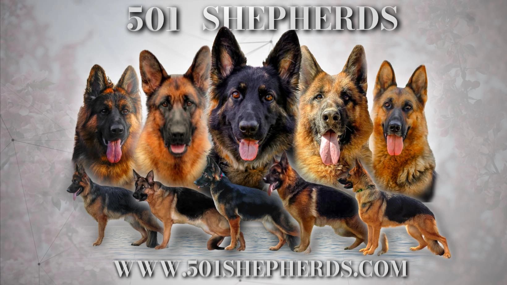 501 Shepherds German Shepherd Puppies West German Showline