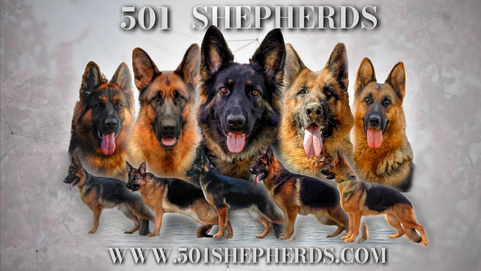 West German Showline German Shepherd Breeders 501 Shepherds - German Shepherd Puppies, West German Showline