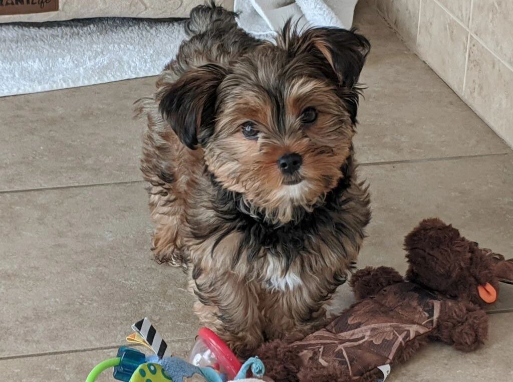 When Can Puppies Be Sold