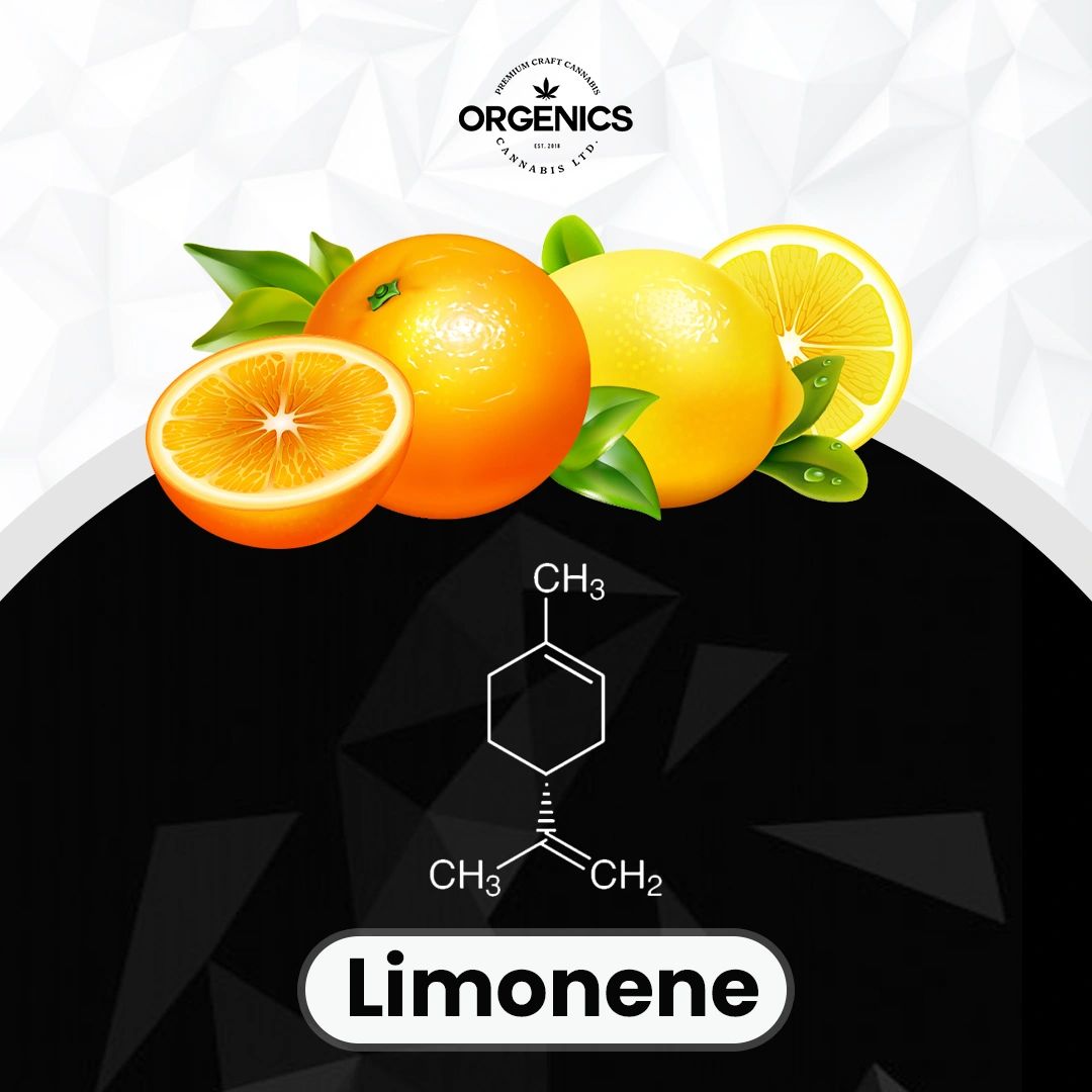 Terpene Spotlight: Everything You Need To Know About