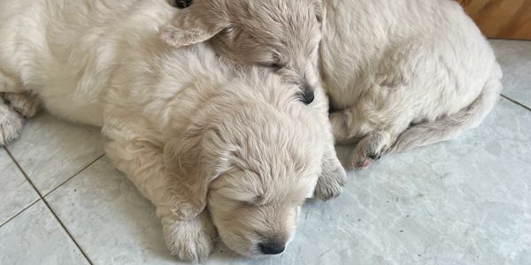 Two adorable puppies sleeping closely together.