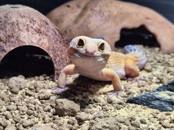 A smiling leopard gecko on rocky terrain inside its habitat.