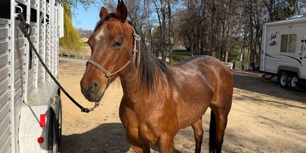 A brown horse tied to a trailer in a sunny outdoor setting.