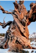 AZ Functional Nutrition and Botanical Medicine