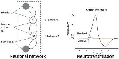 Neuronetwork and neurotransmission