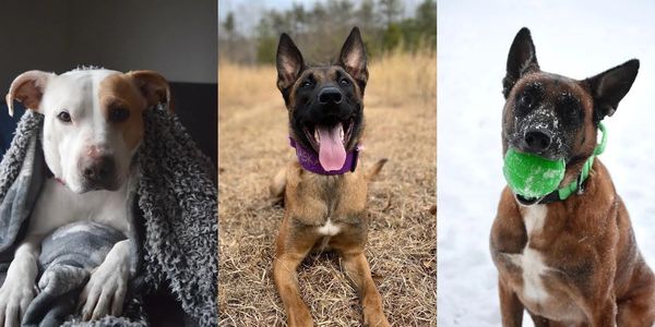 A dog in a blanket, a dog in a field, a dog holding a ball. 
