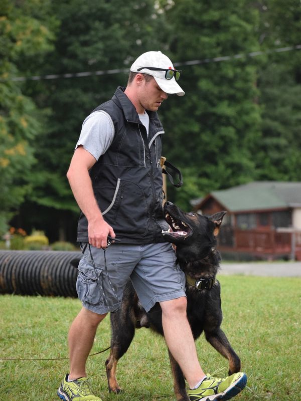Trainer walking a german shepherd