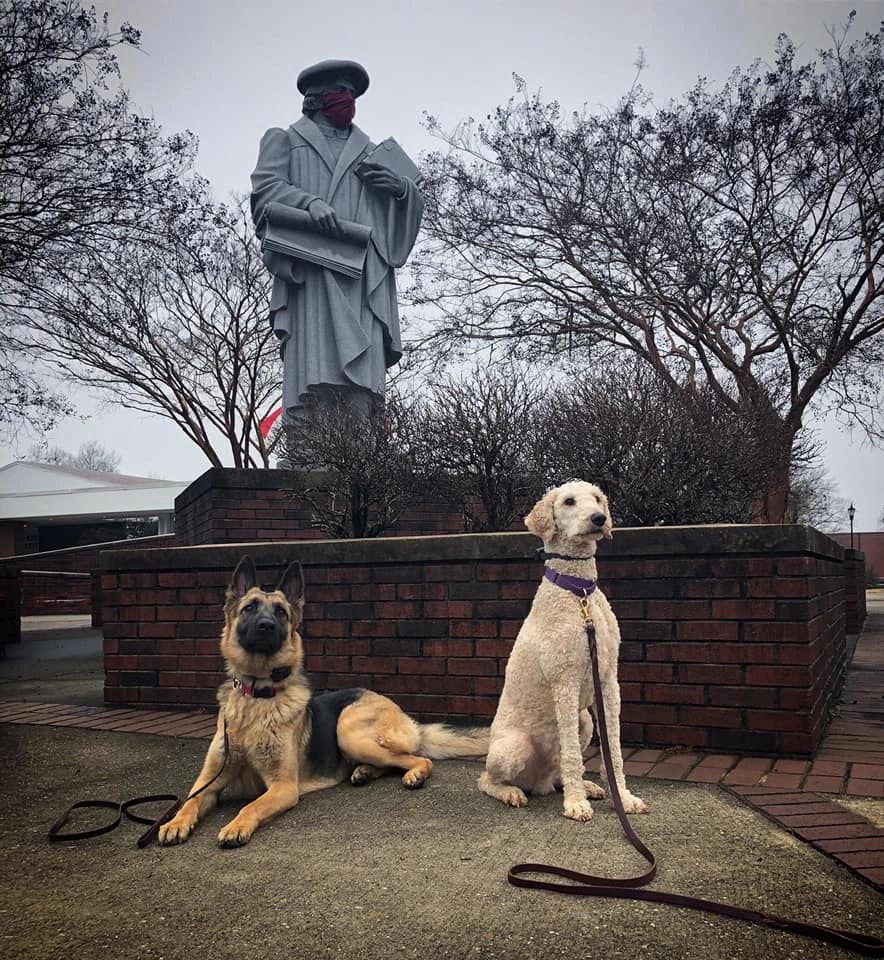 Should You Board And Train Your Dog