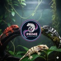 Prime Crested Geckos
