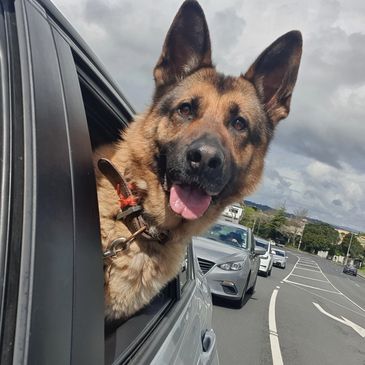 i like treats

