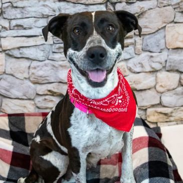 Happy black and white dog wearing a red bandana, sitting on a checkered blanket.