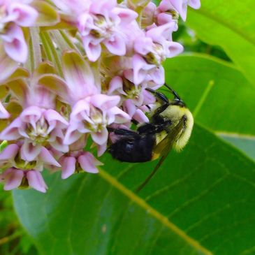 bumblebee on milkweed flowers