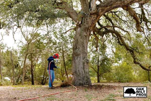 Oak Wilt Treatment