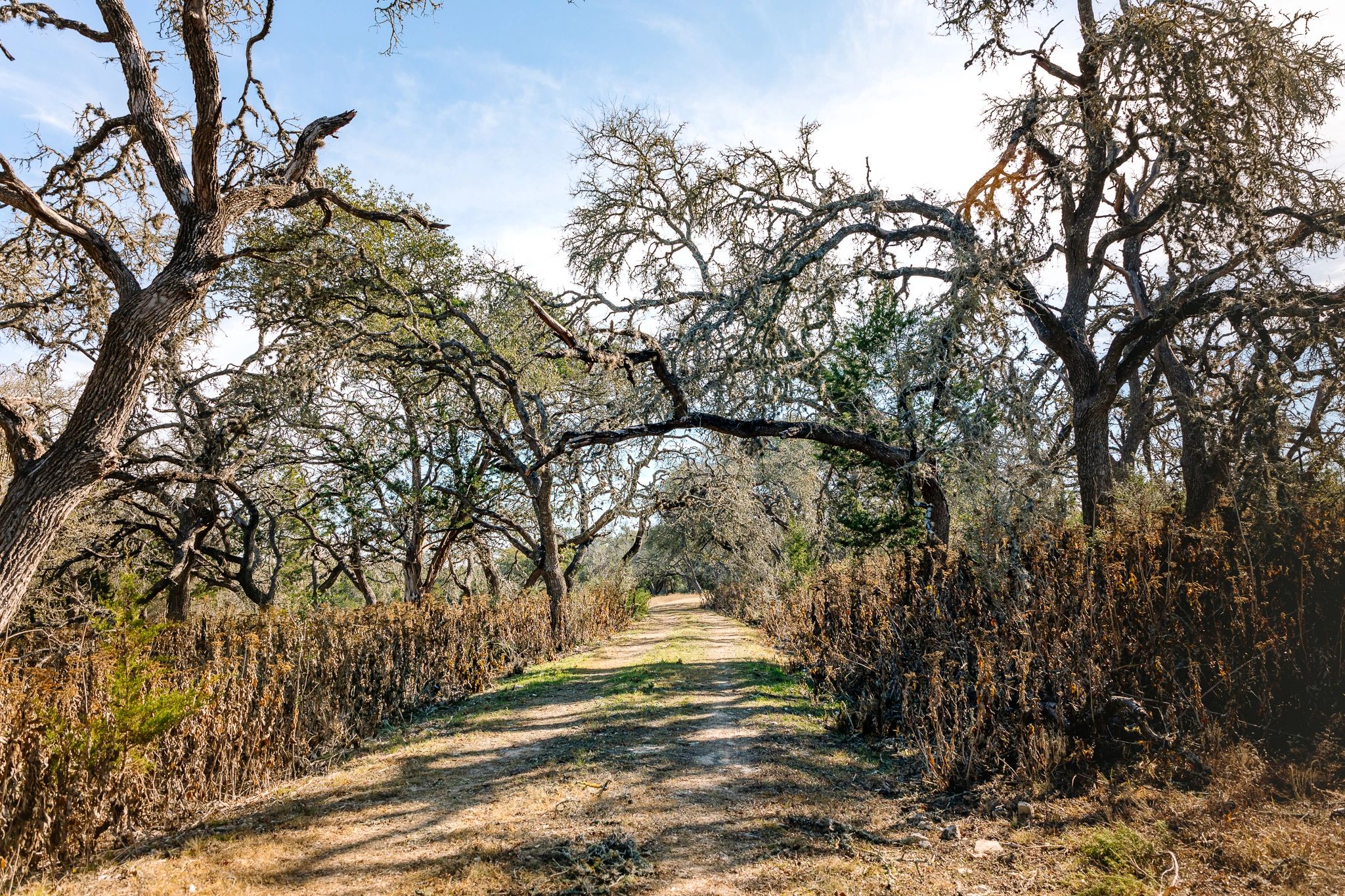 Oak Wilt Treatment