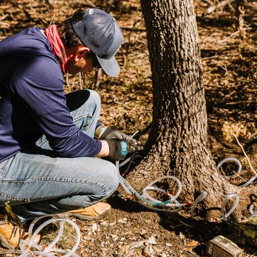 Oak Wilt Treatment