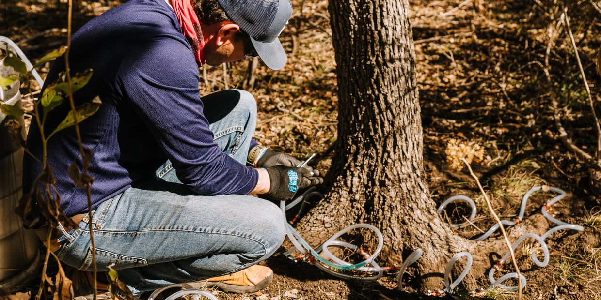 Oak Wilt Treatment