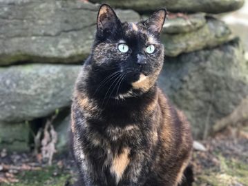 Tortoiseshell cat with mottled black, orange, and gold coat patterns