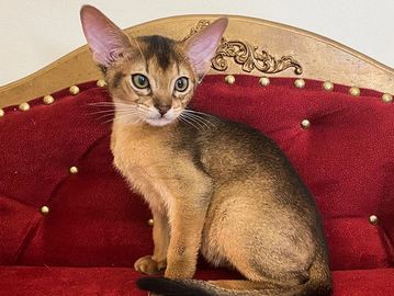Abyssinian cat with sleek ticked coat and alert ears