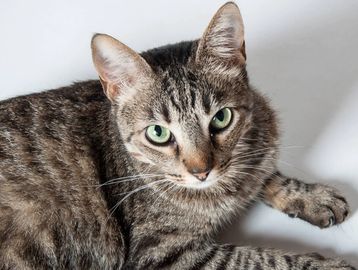 American Shorthair cat with classic tabby markings and round face