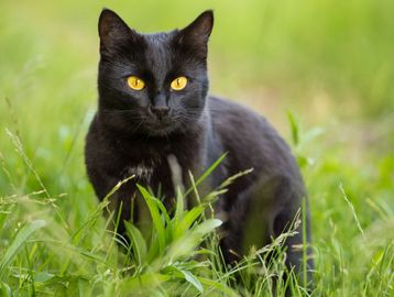 Black cat with shiny dark fur and bright golden eyes