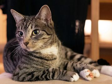 Brown tabby cat with classic striped or swirled markings