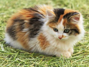 Calico cat with tri-color patches of orange, black, and white