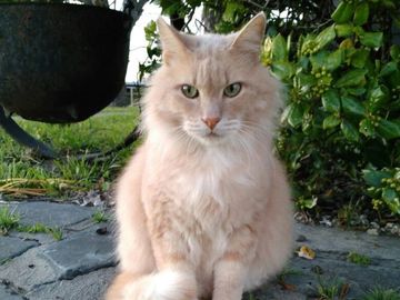 Cream or buff-colored cat with soft pastel fur and sweet expression