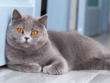 Gray cat with sleek soft coat and calm, gentle look
