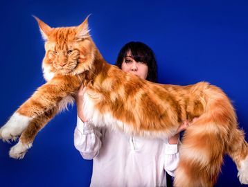 Maine Coon cat with long fluffy fur and tufted ears