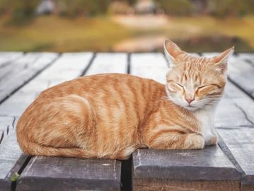 Orange tabby cat with striped coat and friendly expression