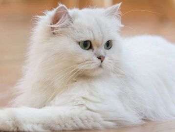 Ragdoll cat with blue eyes and soft fluffy fur being held gently