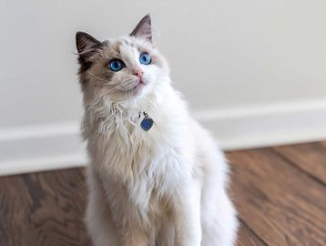 Persian cat with long luxurious fur and a sweet flat face